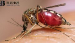四害之一蚊子!每年致死人數超過72.5萬人