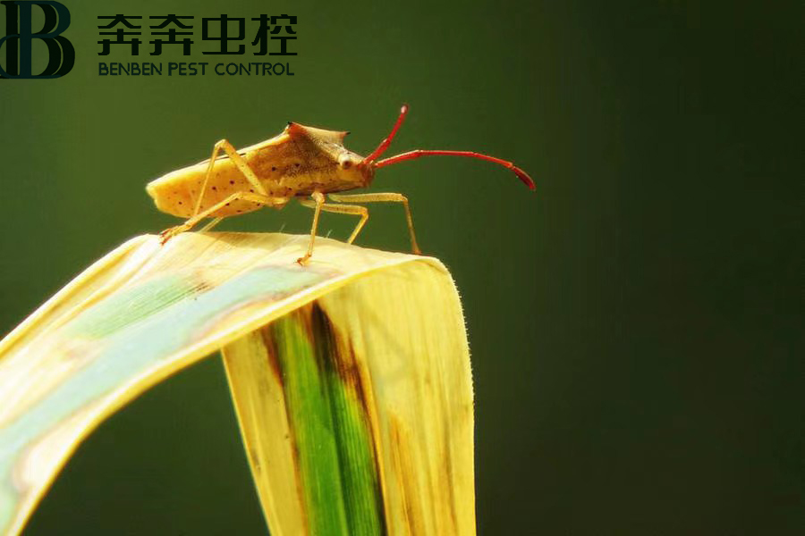 臭蟲害人嗎?如何消滅臭蟲?
