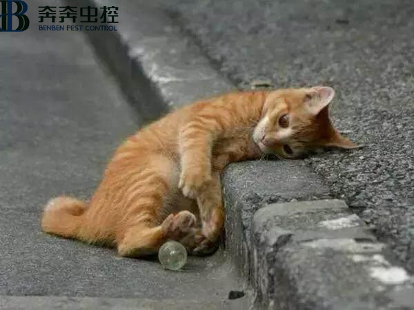 上海抓野貓抓流浪貓的公司有哪些?