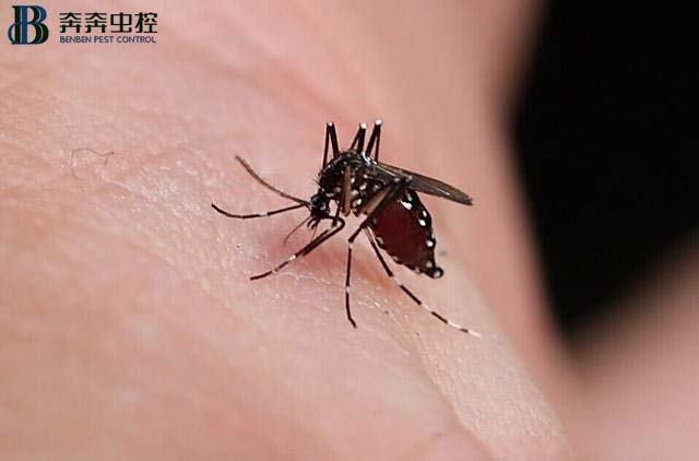 夏天 滅蚊子很重要!
