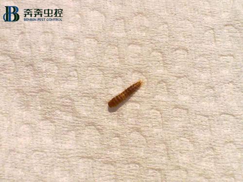 你家的廚房、衛(wèi)生間頻繁出現(xiàn)小蟲子嗎?