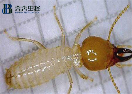 家里為什么會出現(xiàn)白蟻?