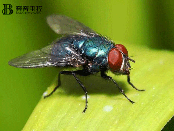 夏天家中蒼蠅太多了?上海奔奔教您:輕松把蒼