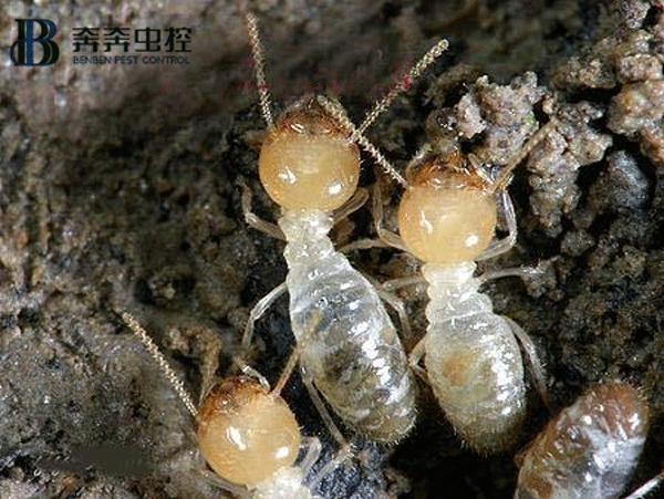 白蟻雖小,危害極大,它們的破壞力極為驚人