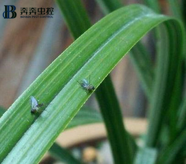 上海奔奔告訴您:消滅小飛蟲的方法