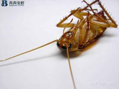 家里有蟑螂?蟑螂來(lái)多少滅多少
