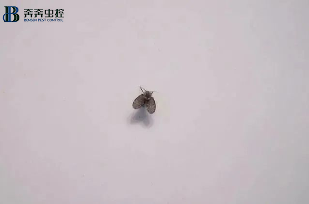 上海蟲控公司教您:如何消滅小飛蟲