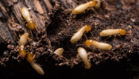 上海除蟲:如何區(qū)分家里的螞蟻和白蟻?
