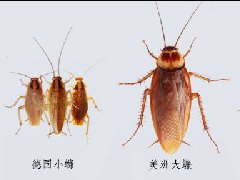 上海除蟲:如何防治德國小蠊