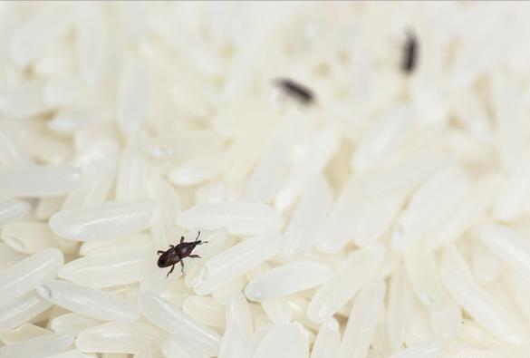 上海除蟲:什么是米象?如何防治米象?