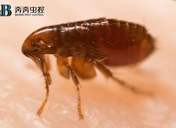 上海專業蟲控公司