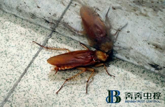 如何有效的滅蟑螂?