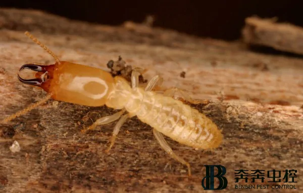 白蟻對(duì)房子的危害有哪些？