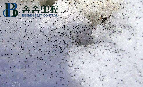 冬天雪地里出現(xiàn)的成群小蟲(chóng)子是什么？