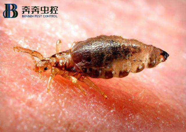 家里發(fā)現(xiàn)臭蟲(chóng)，應(yīng)該怎么消滅它們?