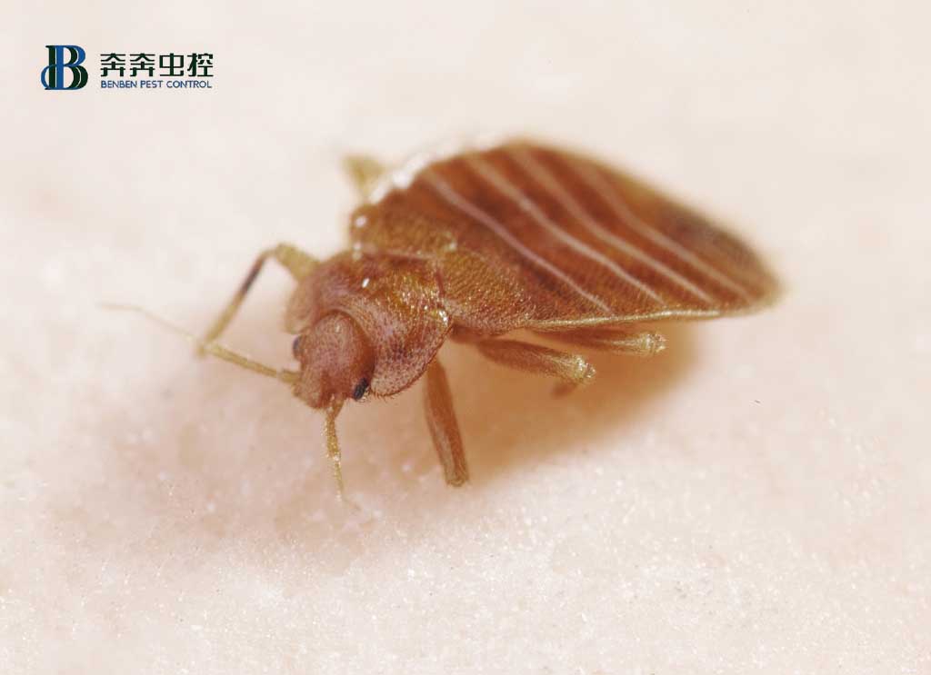 如何滅臭蟲?防治臭蟲有哪些可行的方法?