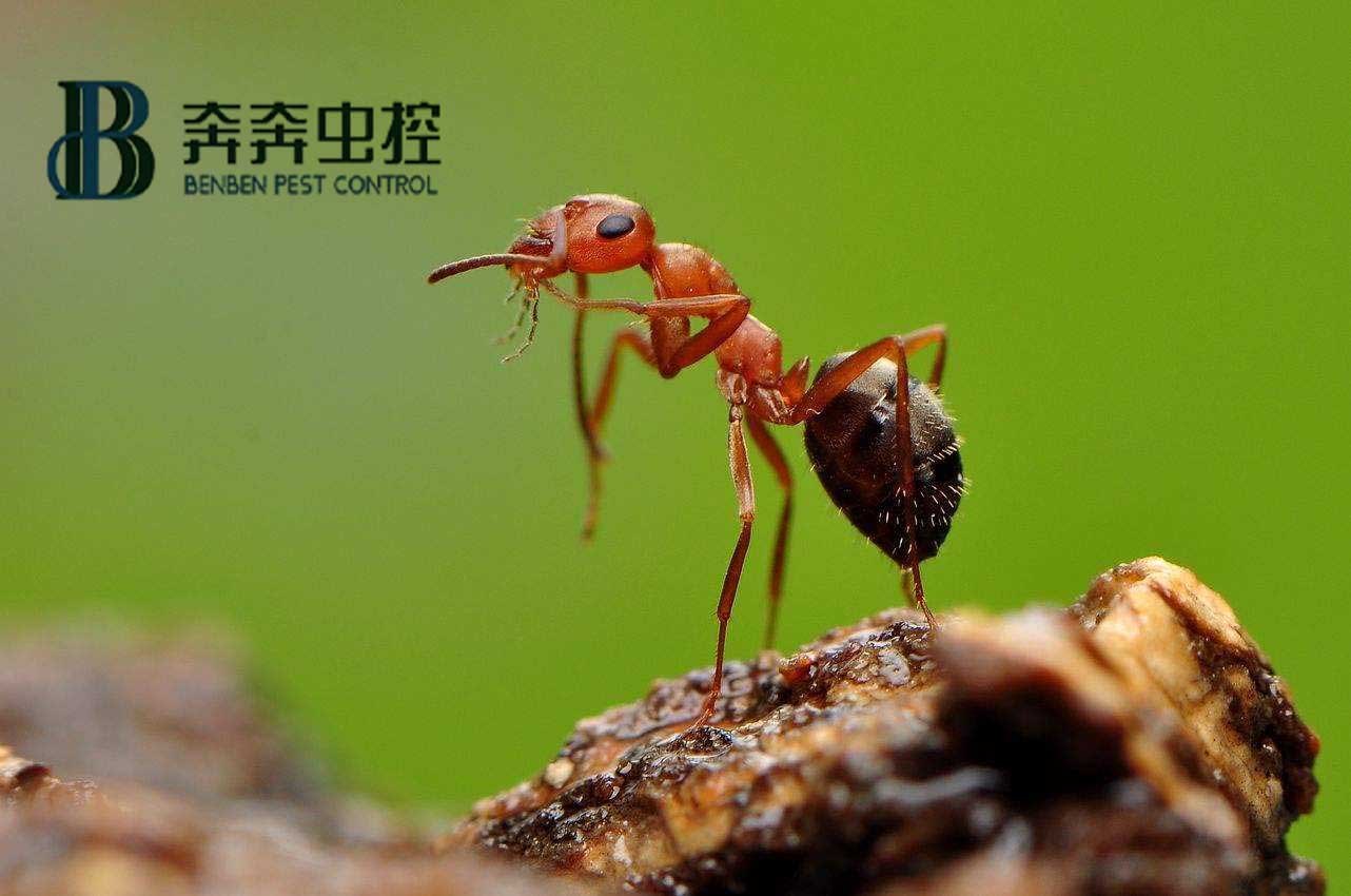 螞蟻怎么消滅?