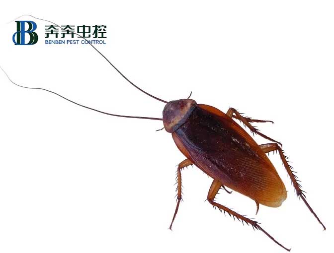 家里有蟑螂怎么辦,教你如何滅蟑和防蟑