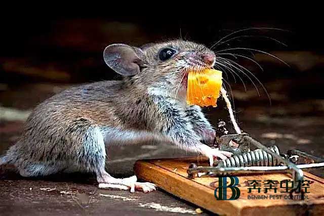 家里有老鼠怎么辦?怎樣有效的消滅老鼠?