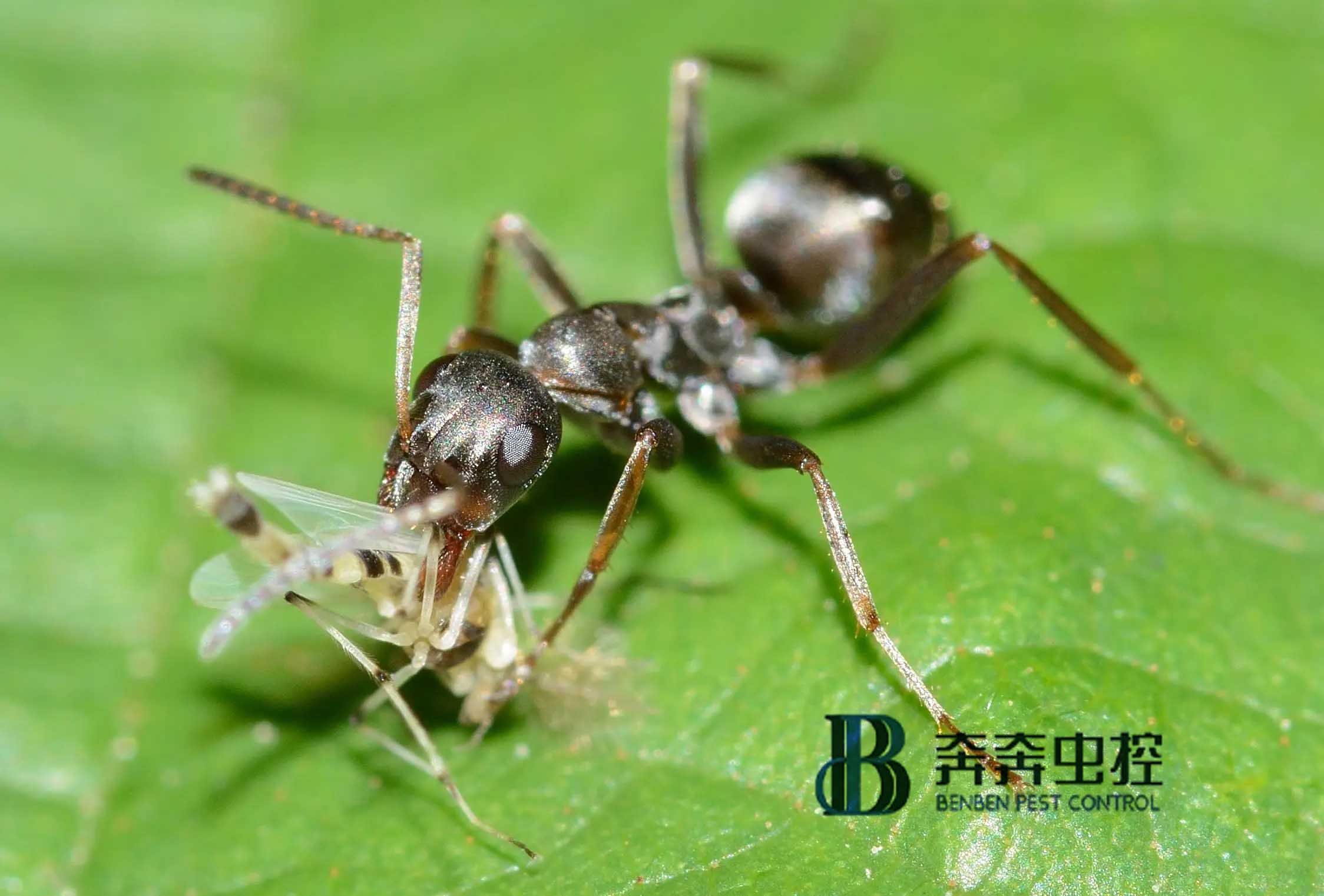 除蟲公司滅螞蟻,手到擒來!