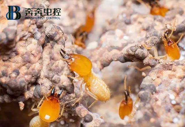 消滅白蟻有哪些方法?