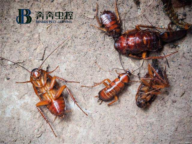 如何有效防治蟑螂?