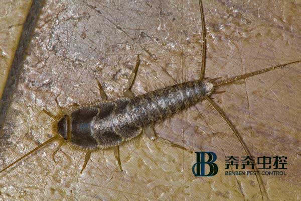 殺蟲公司推薦:消滅衣魚最好的方法