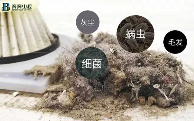 小螨蟲大危害,除蟲公司來解決