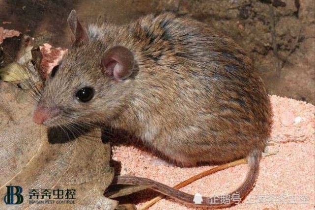 滅鼠公司給大家講最佳滅鼠方法及防護(hù)方法