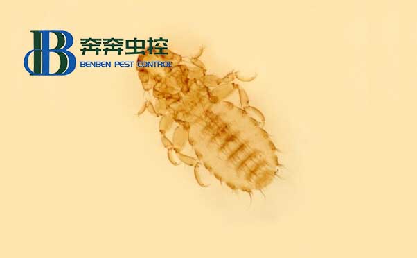 發(fā)現(xiàn)書(shū)虱怎么辦?專(zhuān)業(yè)殺蟲(chóng)公司告訴你