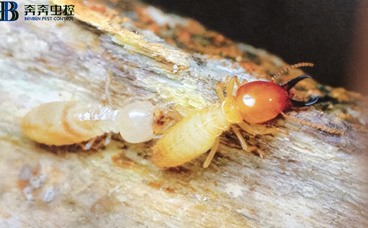 家里發現白蟻該怎么處理？