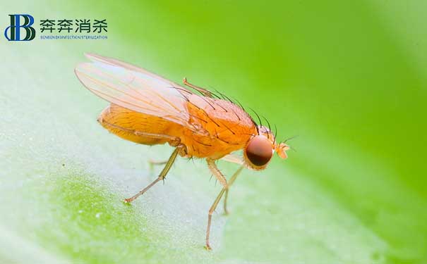 專業除蟲公司教您怎么除果蠅