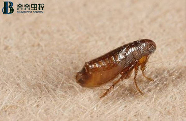 如何消滅跳蚤,一招教你怎么消殺跳蚤