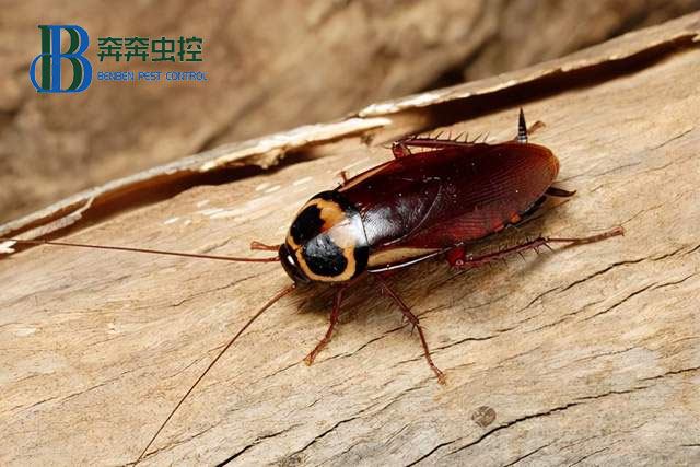 如何確定室內蟑螂感染的高低程度
