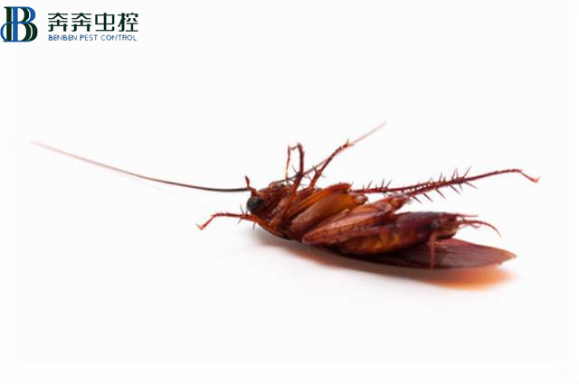 昆蟲死后為什么都是“四腳朝天”的?
