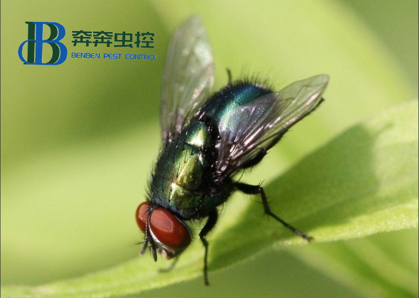 怎樣才能正確有效地防治蒼蠅？