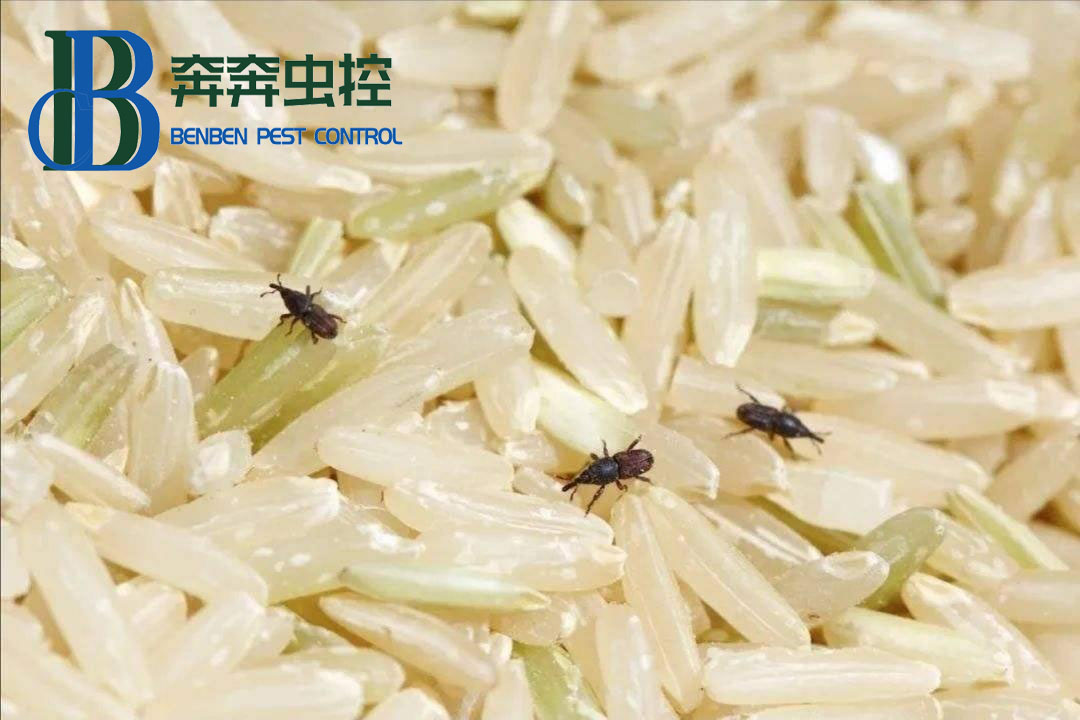 米和面為什么會無緣無故長蟲？其實你吃的飯都可能含有蟲卵