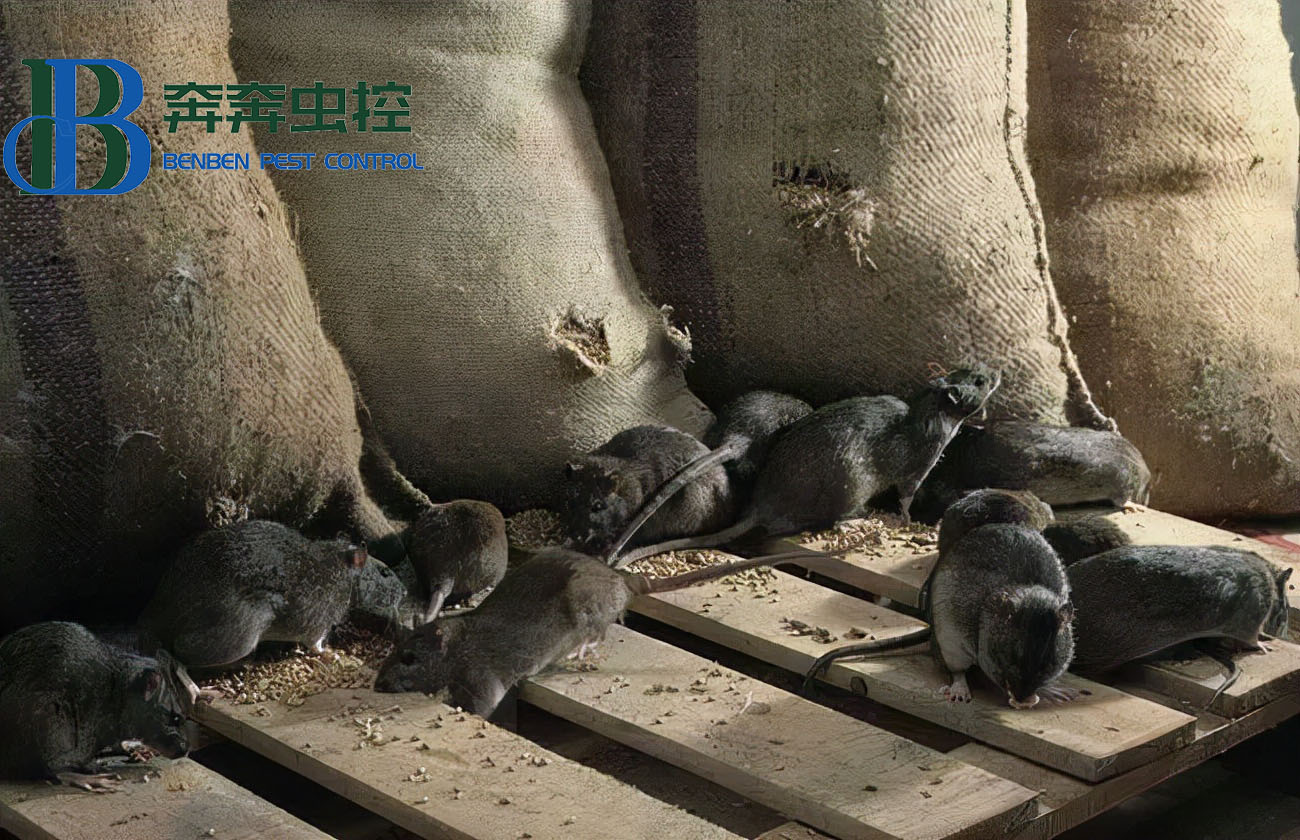 老鼠種類常見的有哪三種？家鼠和田鼠有啥區(qū)別