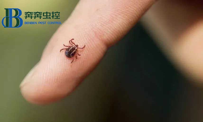 夏天露營，昆蟲進(jìn)入高發(fā)期，奔奔蟲控教你如何防護(hù)