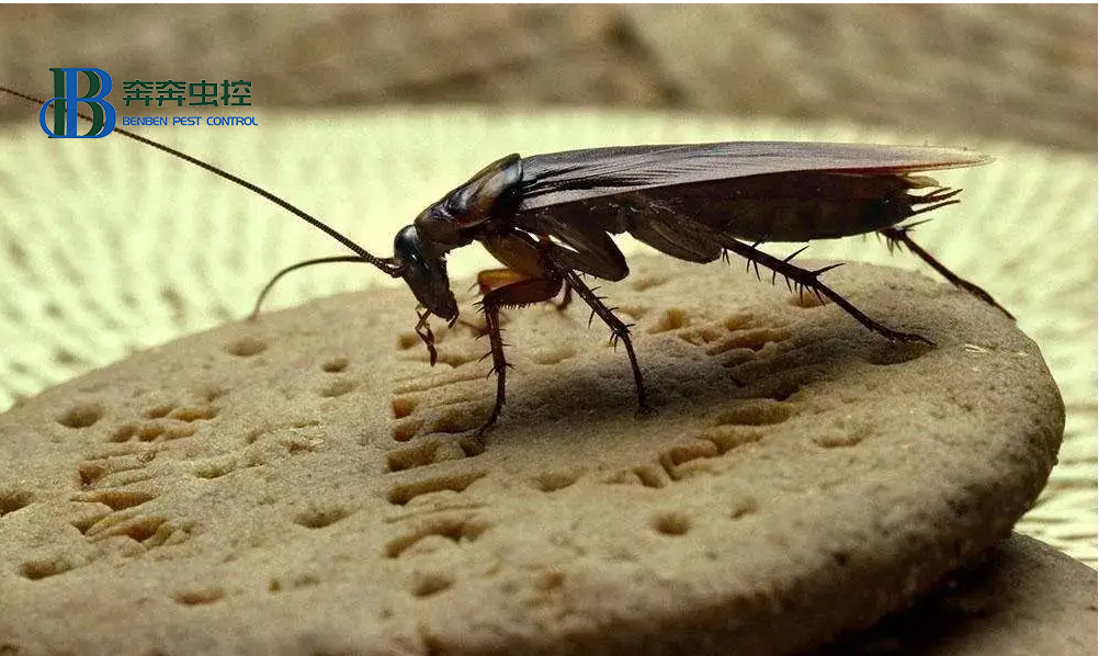 你家也在養(yǎng)蟑螂嗎？