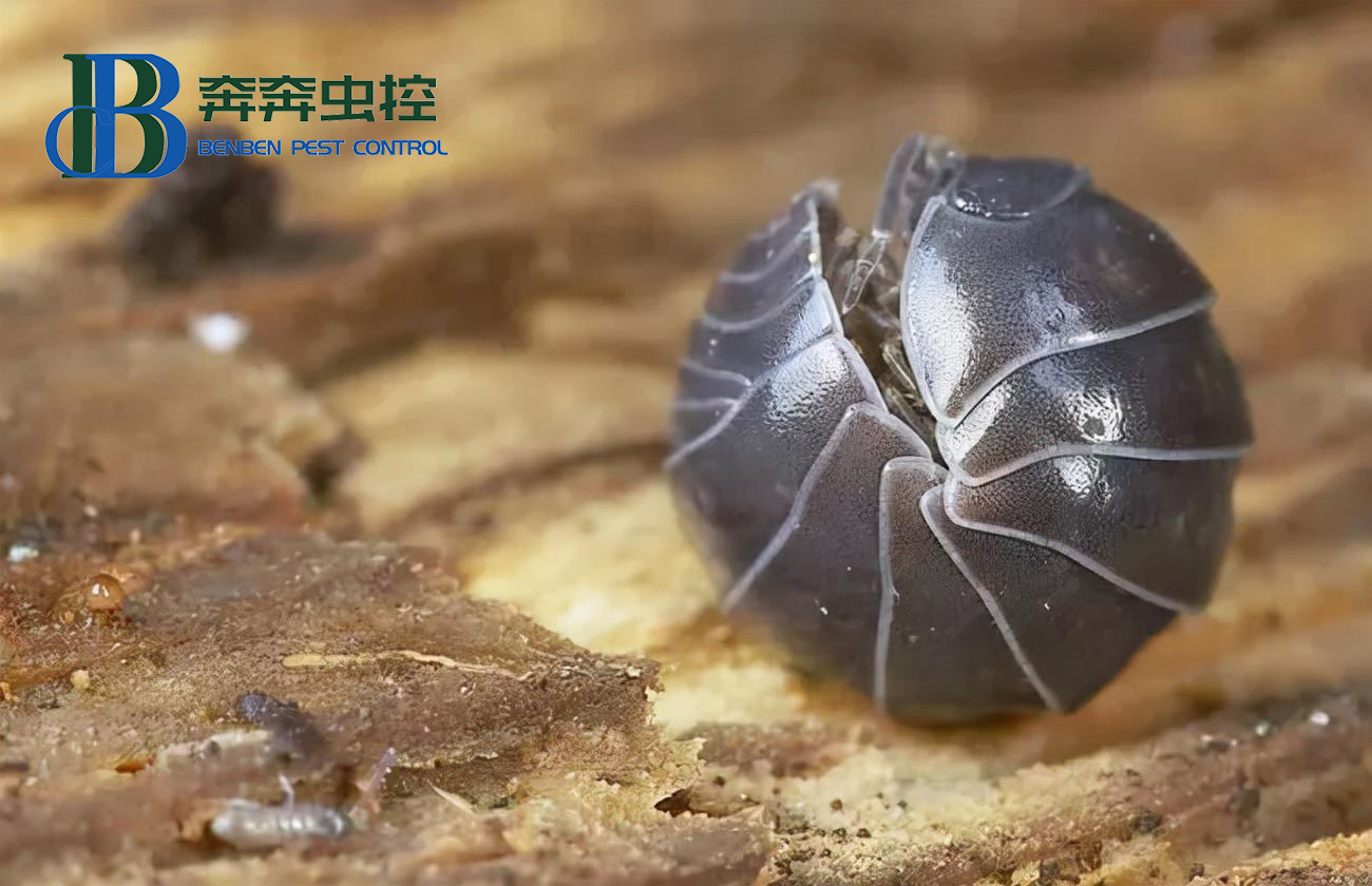 臥室里的潮蟲都藏在哪里？