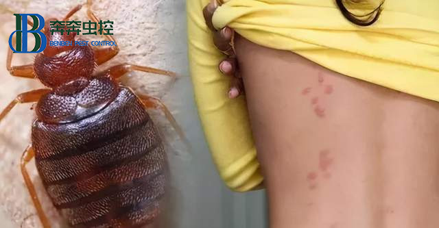 宿舍里有臭蟲有什么辦法！怎樣把它們徹底消滅？  