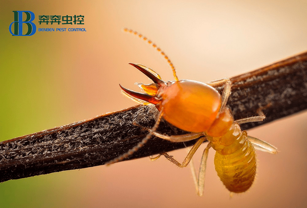 為什么南方的白蟻較多？