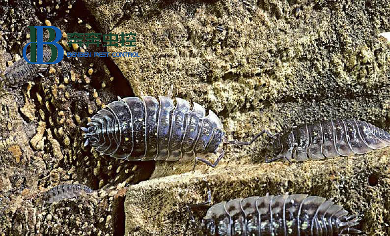 最有效的治潮蟲的辦法有哪些？如何預(yù)防？