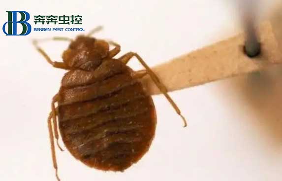 室內(nèi)突然有了臭蟲(chóng),它是從哪兒來(lái)的?