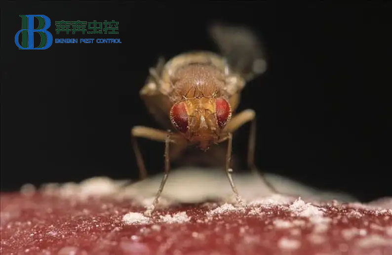 專業蟲控公司教大家如何滅果蠅！
