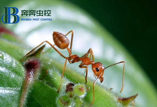 家里出現螞蟻怎么辦？要如何除根