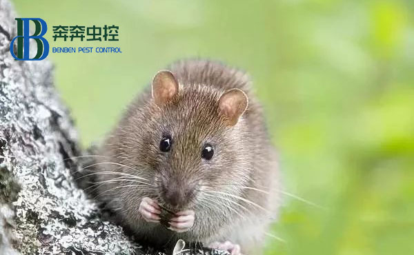 對付室內老鼠，粘鼠板怎么用？