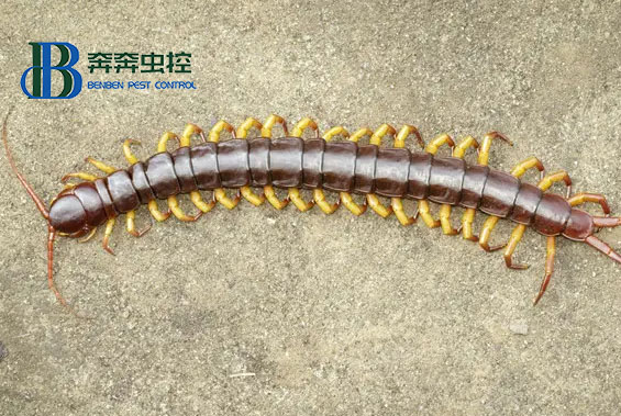 為什么不能踩死蜈蚣?