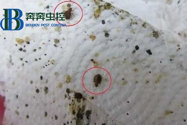 廚房的蟑螂怎么消滅?
